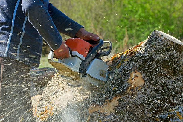 Reliable Mendota Heights, MN  Tree Services Solutions